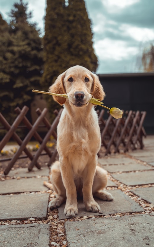 Un cucciolo di golden retriever con un fiore in bocca
