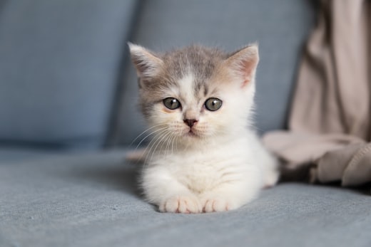 Un gattino grigio acciambellato su una coperta