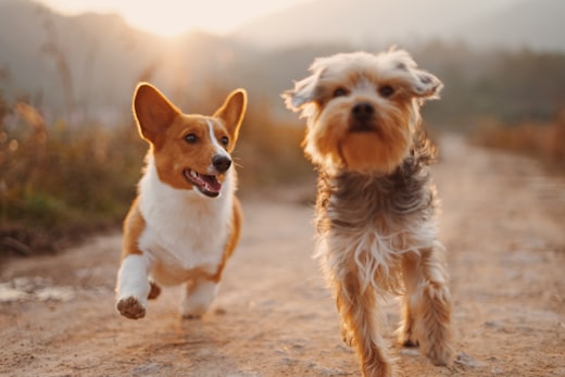 Due cani che corrono su una strada di campagna