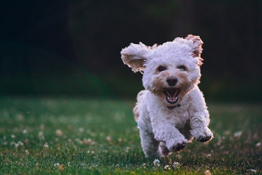 Un cagnolino bianco che corre su un prato
