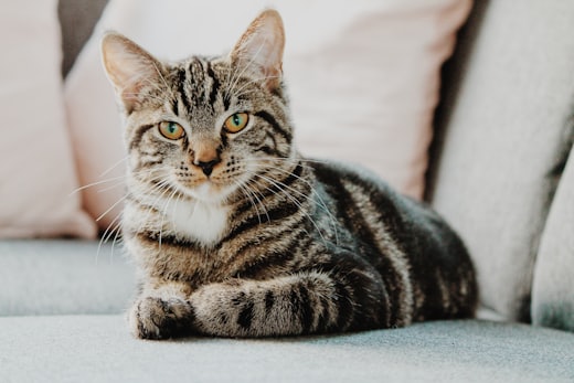 Un gatto tigrato accucciato su un divano