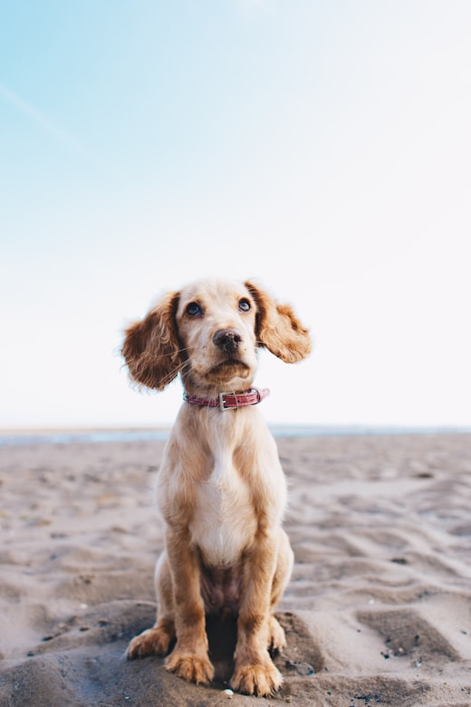 Un cucciolo seduto sulla sabbia