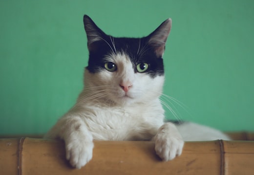 Un gatto bianco e nero affacciato su una cassa