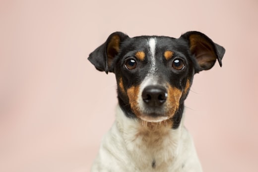 Un cane bianco e nero che sbuca dal bordo