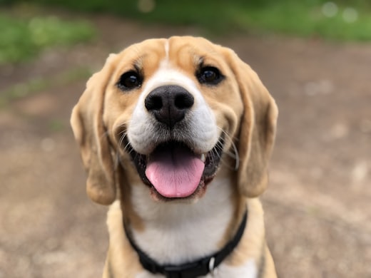 Un beagle che guarda in camera con la lingua di fuori
